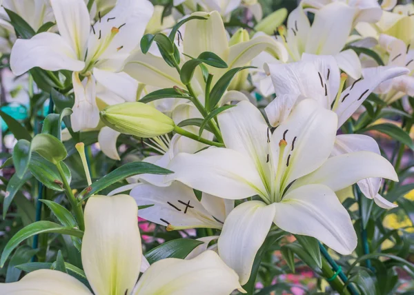 白百合在园中白花的图像 背景是白天时分 — 图库照片