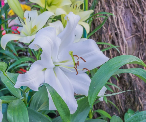 白百合在园中白花的图像 背景是白天时分 — 图库照片