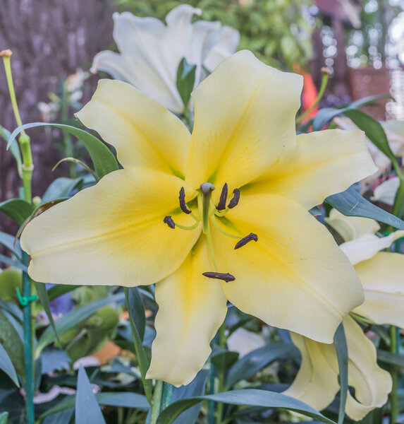 image of white lilly flower in the garden on day time for background.