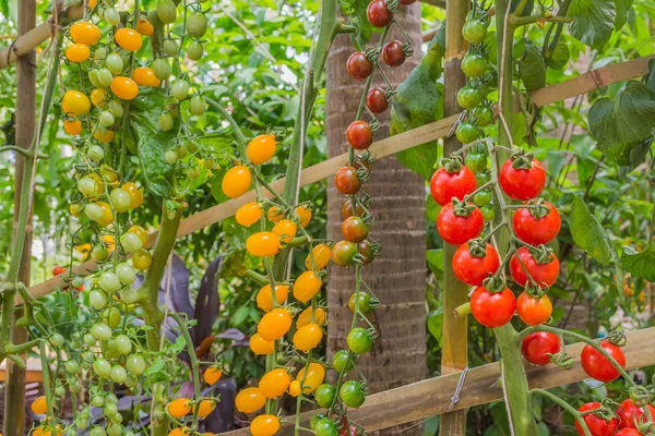 Tomato in the garden — Stock Photo, Image