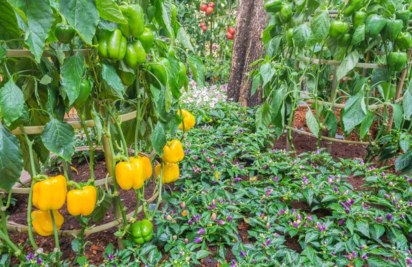 Image Yellow Peppers Growing Farmland — Stock Photo, Image