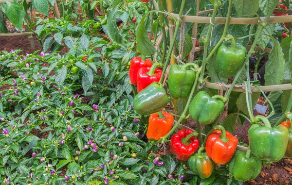 Image Colorful Peppers Growing Farmland — Stock Photo, Image