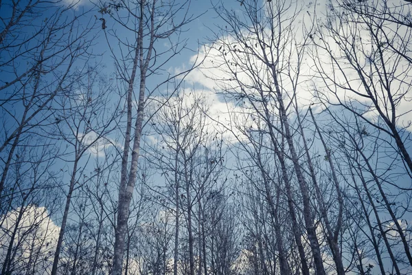 Вінтажний Тон Зображення Тикового Лісу Денний Час Фону — стокове фото