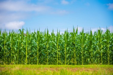 Mısır tarlası görüntüsü ve bulutlu mavi gökyüzü zamanı.