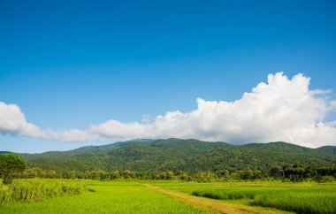 Pilav tarlasında güneşli güzel bir gün. Gökyüzü ve dağ, Doi Suthep Chiang Mai, Tayland 'da..
