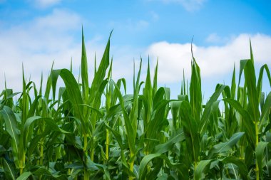 Yeşil mısır çiçeğinin görüntüsünü kapatma zamanı.