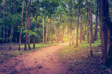 Arka plan kullanımı için yeşil ormanda çamur yürüyüşünün klasik tonu .