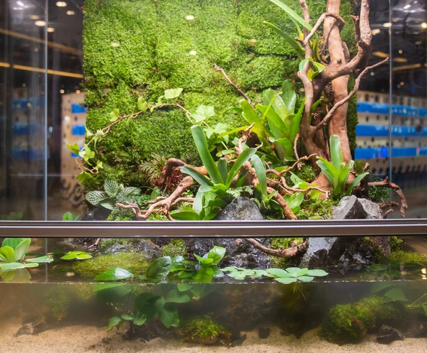 Terrarium style small garden with rock and driftwood in glass container containing soil and decoration Bromeliad plants.