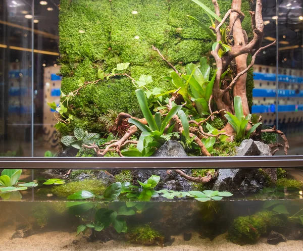 Terrarium Estilo Pequeno Jardim Com Rocha Madeira Deriva Recipiente Vidro — Fotografia de Stock