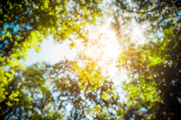 Розмиті Абстрактні Боке Дерева Зеленому Кольорі Фону Вінтажний Тон — стокове фото