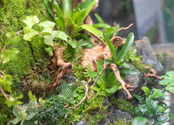 Teraryum Tarzı Içinde Toprak Dekorasyon Bromeliad Bitkileri Bulunan Cam Kabın — Stok fotoğraf