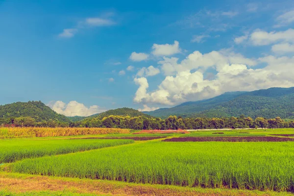 Imagem Tom Vintage Beleza Dia Ensolarado Campo Arroz Com Céu — Fotografia de Stock