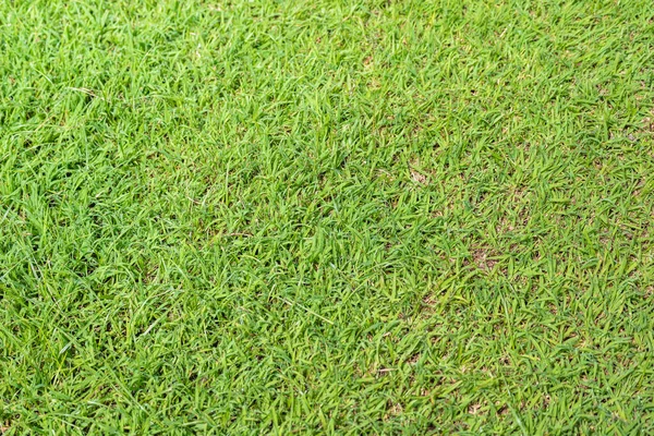 Image Green Grass Texture Taken Top View — Stock Photo, Image