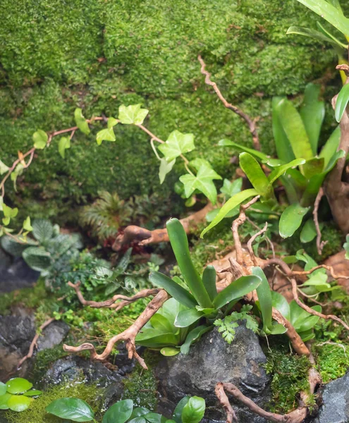 Terrarienartiger Kleiner Garten Mit Felsen Und Treibholz Glascontainer Mit Erde — Stockfoto