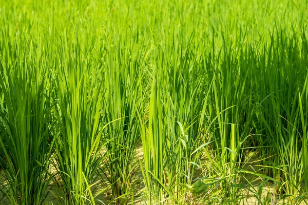 Close Image Rice Field Day Time — Stock Photo, Image