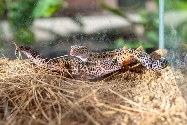 image of leopard gecko (Eublepharis macularius) lizard and on sand.