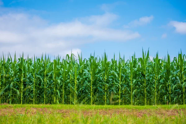 Imagen Campo Maíz Cielo Azul Nublado Día — Foto de Stock