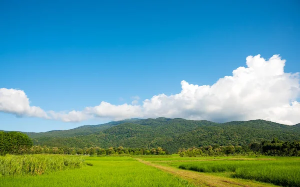 image of beauty sunny day on the rice field with sky and mountain in background at Doi Suthep Chiang Mai,Thailand.