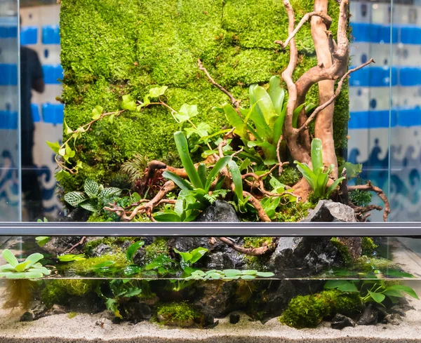 Terrarium Estilo Pequeno Jardim Com Rocha Madeira Deriva Recipiente Vidro — Fotografia de Stock