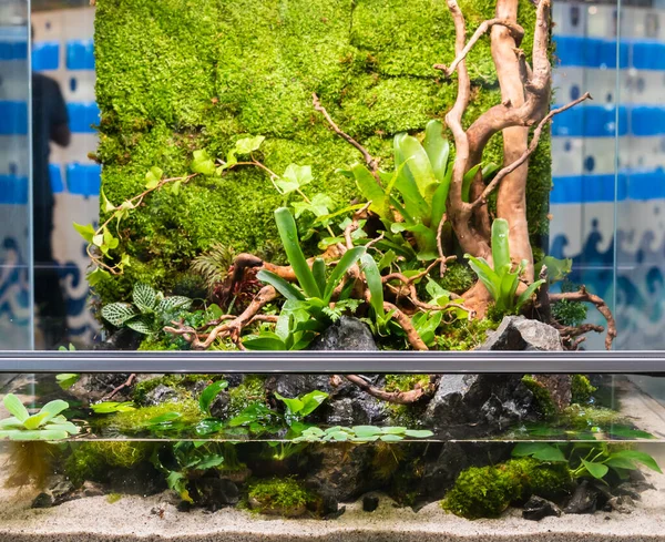 Terrarienartiger Kleiner Garten Mit Felsen Und Treibholz Glascontainer Mit Erde — Stockfoto