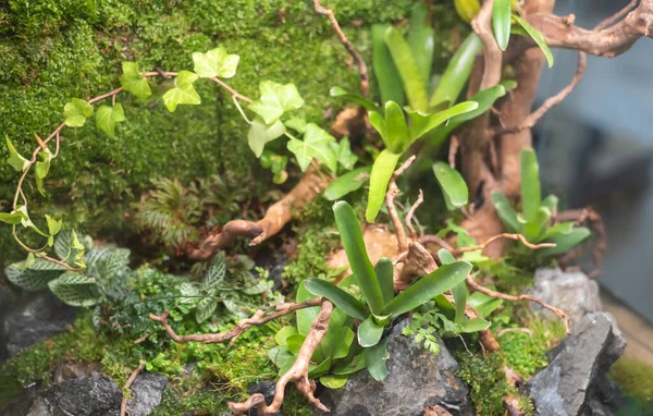 Terrario Estilo Pequeño Jardín Con Roca Madera Deriva Recipiente Vidrio — Foto de Stock