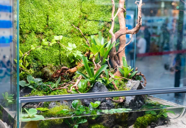 Terrarienartiger Kleiner Garten Mit Felsen Und Treibholz Glascontainer Mit Erde — Stockfoto