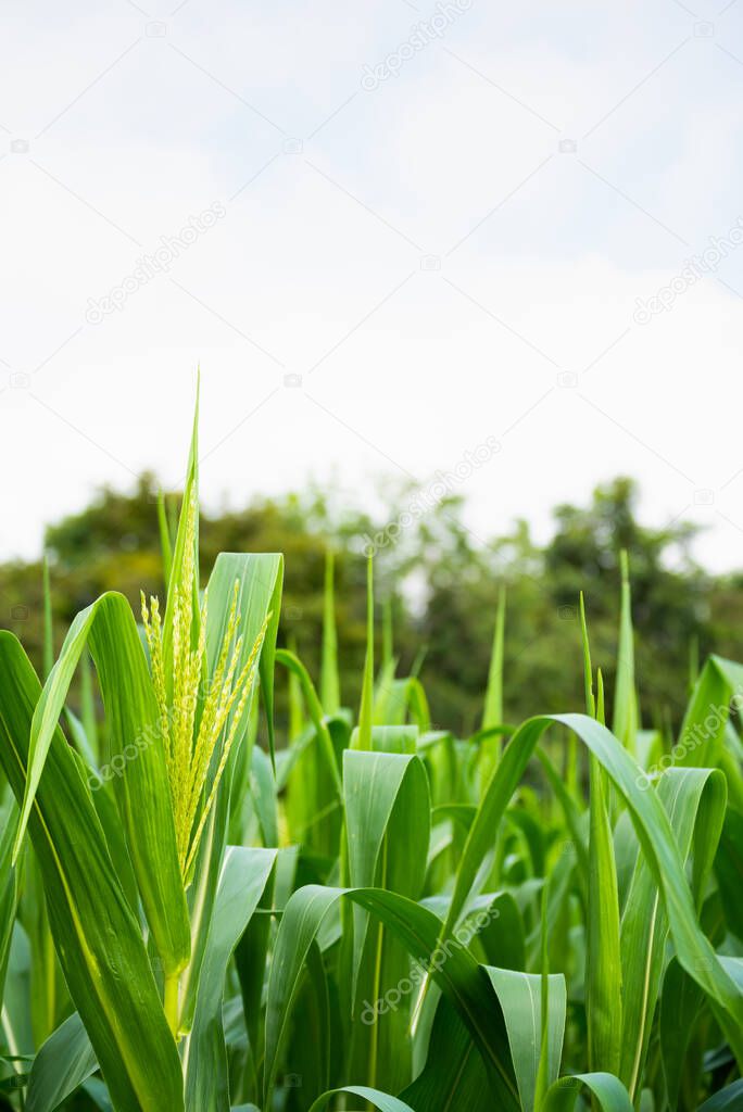 close up image of green corn flower day time.(vertical)