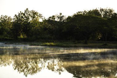 Sabah vakti gölün ve ağacın sudaki sisli görüntüsü