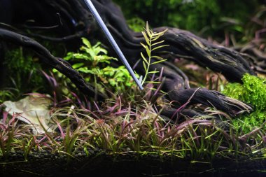 Forceps for planting trees in the freshwater aquarium are twisting the water plants. clipart