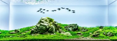 nature style aquarium tank with a variety of aquatic plants inside. clipart