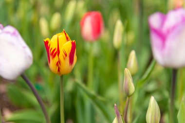 Gündüz vakti çok renkli lalelerin çiçek tarhı .