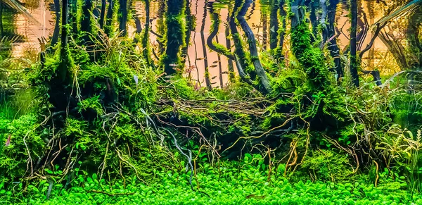 Image Rapprochée Paysage Sous Marin Aquarium Style Forêt Nature Réservoir — Photo