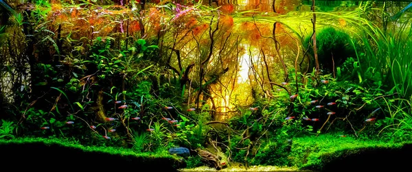 Sualtı manzarası akvaryum akvaryum akvaryumu görüntüsünü yakın plan içinde çeşitli su bitkileri ile.