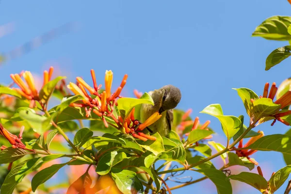 Olive Backed Sunbird Catch Twig Orange Flower Eat Nectar Day — Stock Photo, Image