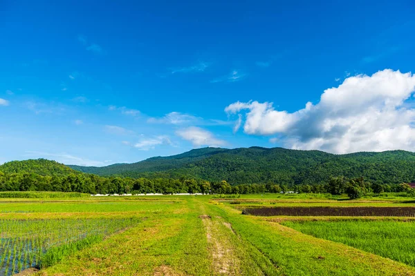 Image Beauté Journée Ensoleillée Sur Rizière Avec Ciel Montagne Arrière — Photo