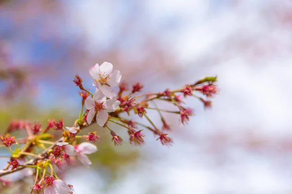 Bild Einer Rosafarbenen Sakura Blume Kirschblüte Japan Tag — Stockfoto