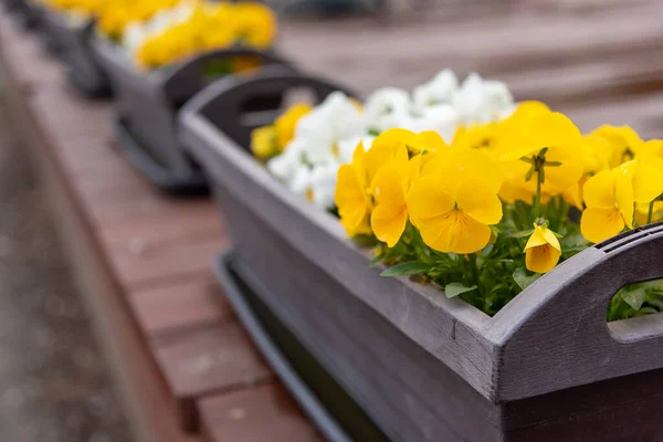 日本の路傍の花壇のイメージ — ストック写真