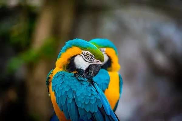 Bild Des Aras Vögel Fangen Auf Holzzweig — Stockfoto