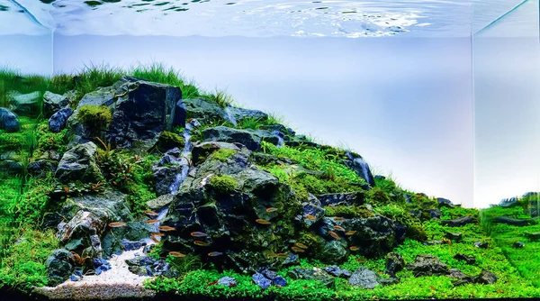 Стиль Природи Акваріумний Бак Різноманітними Водними Рослинами Всередині — стокове фото