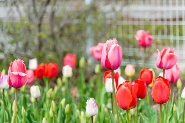 Květinové Lůžko Vícebarevných Tulipánů Dne — Stock fotografie