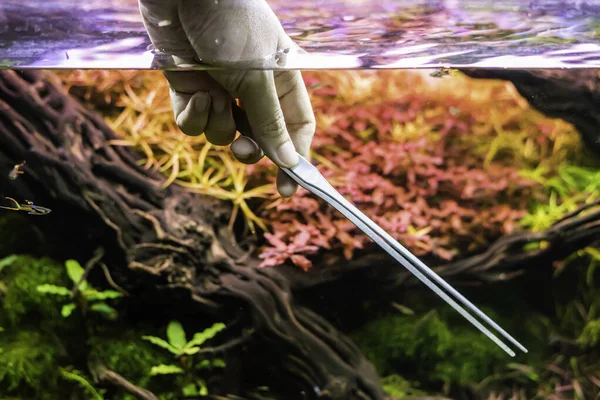 Forceps Planting Trees Freshwater Aquarium Twisting Water Plants — Stock Photo, Image