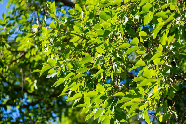 Image Tree Green Leaf Color Morning Time — Stock Photo, Image