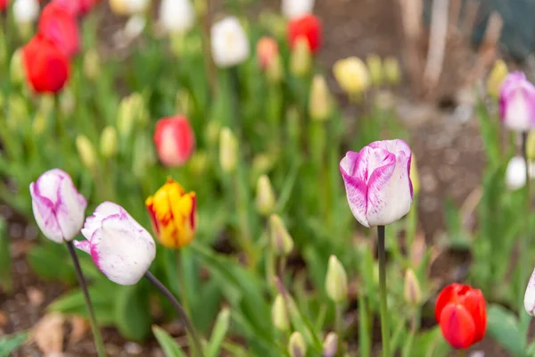 Lecho Flores Tulipanes Multicolores Durante Día —  Fotos de Stock