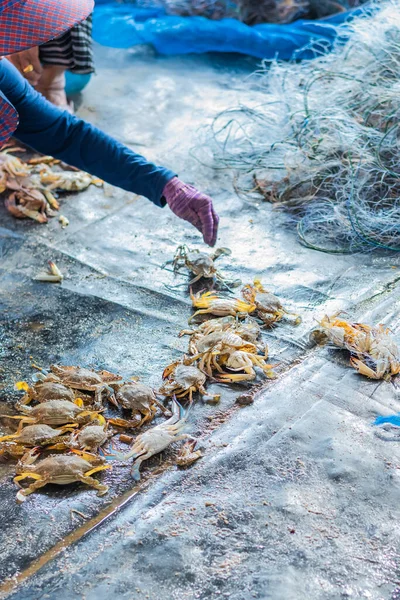 Vertikal Bild Fiskare Skär Blå Simning Krabbor Nätet — Stockfoto