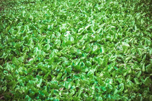 Bild Vatten Hyacint Flytande Vatten Dagtid — Stockfoto