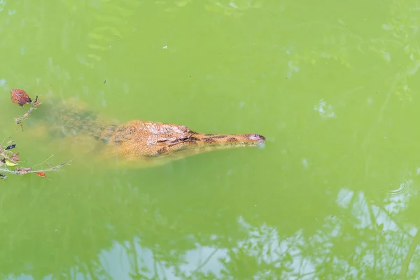 Image Malayan Gharial Water Day Time — Stock Photo, Image