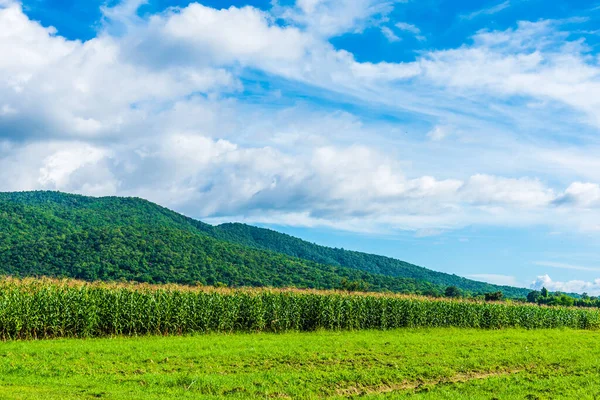 Immagine Campo Grano Montagna Tempo Giorno Sfondo — Foto Stock