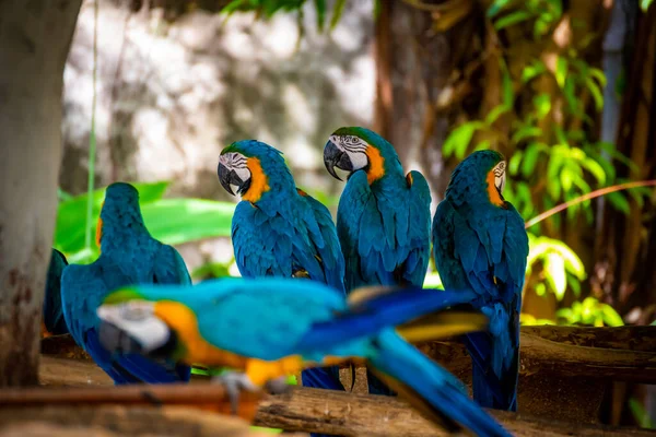 Imagen Pájaros Guacamayos Atrapados Rama Madera — Foto de Stock