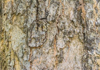 Doğal ağaç deseni, yakın plan.