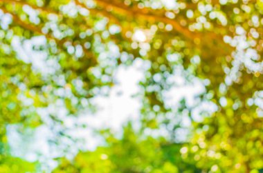 Ağaç yeşili arkaplanının soyut Bokeh 'inin bulanık resmi.